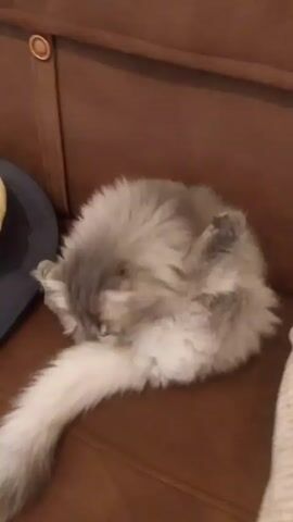 A fluffy grey cat is shown grooming itself on a brown couch. The cat is curled up, licking its belly and hind legs, with its long tail stretched out beside it. A blue cushion is visible on the left side of the frame.