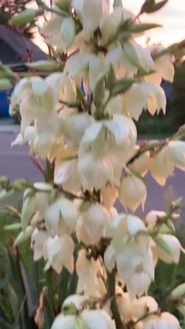 This media file captures a serene sunset scene in Novy, Russia. The foreground is dominated by a close-up, slightly blurred shot of white flowers, possibly a yucca plant, with delicate petals and budding elements. The background reveals a residential setting with houses and a blue fence.

As the video progresses, the focus shifts to a wider view of the sky, revealing a breathtaking sunset. The clouds are painted in vibrant hues of pink, orange, and yellow, creating a dramatic and colorful spectacle. The sun appears to be setting behind the houses, casting a warm glow over the scene.

Notable details include the time of day, clearly indicated by the sunset, and the implied weather, which is calm and clear, allowing for such a vibrant display of colors in the sky. The presence of houses, a fence, a car, and power lines firmly places the location in a rural or suburban residential area. The overall emotion conveyed is one of peace and tranquility, with the natural beauty of the sunset taking center stage. No visible text is present in the media file.