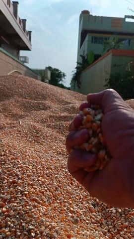 The video shows a close-up of a person's hand holding a handful of dried corn kernels. The kernels are primarily orange and white. The person slowly opens their hand and lets the kernels fall back onto a large pile of the same corn kernels. The pile is situated outdoors between houses on a sunny day.