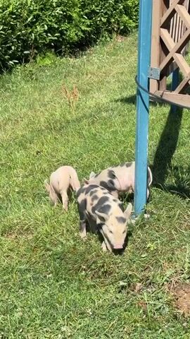 The video shows three piglets in a grassy area on a sunny day. One piglet on the left is pinkish and facing away from the camera, its rear end visible. Two other piglets, one with a speckled pattern of black and tan, and another with a more uniform tan color, are in the center and right of the frame, both facing down and appearing to be foraging in the grass. A blue pole, part of an outdoor structure, is visible on the right side of the frame, with some wooden lattice work above it. The ground is covered in green grass and some dry vegetation.