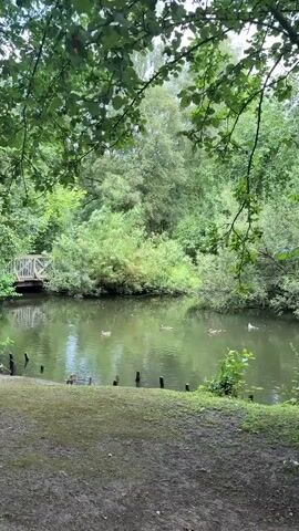 The video shows a tranquil lake surrounded by lush green trees. A small wooden bridge spans the left side of the lake, with a path leading up to it. Several ducks are swimming on the water, and a white bird, possibly a swan, is visible in the distance. The foreground consists of a grassy bank with some wooden posts sticking out of the ground. The overall impression is one of peaceful nature.