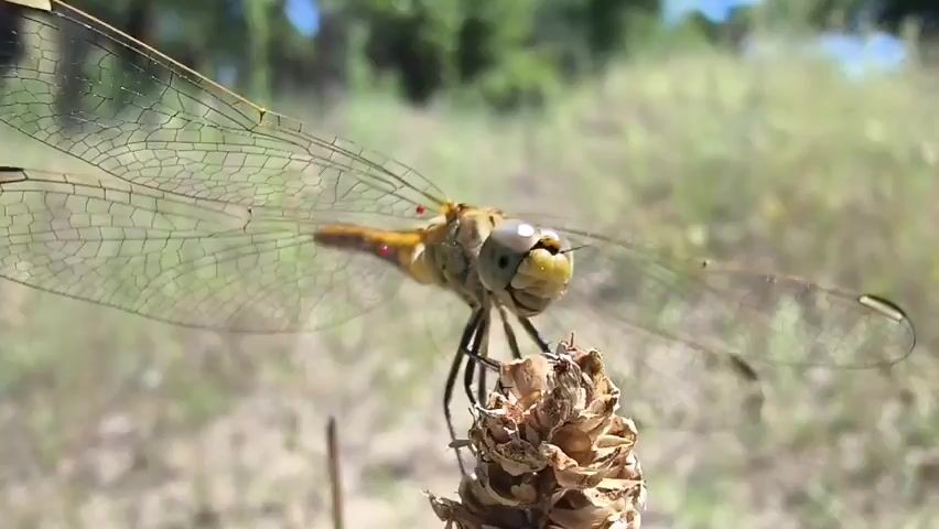A close-up shot captures a dragonfly with translucent wings spread wide, perched on top of a dried plant stalk. The dragonfly's large, compound eyes are a prominent feature, with smaller red markings above them. The background is a blur of green foliage and dry, sandy ground, suggesting an outdoor, natural setting. The camera remains stationary throughout the short clip.