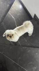 Small dog shakes on marble stairs in Mexico