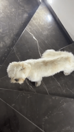 Small dog shakes on marble stairs in Mexico