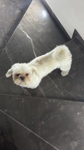 Small dog shakes on marble stairs in Mexico