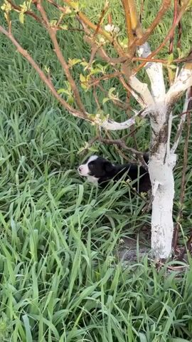A small, black and white puppy runs through tall green grass near a small tree. The tree has been partially painted white. A person's leg is visible, and they appear to be following the puppy. The puppy is the main focus of the video as it moves through the grass.
