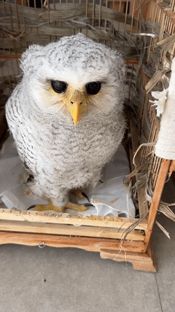 Caged owl in a bamboo enclosure, Kuta Selatan, Bali