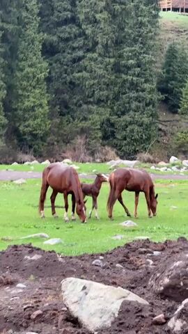 The video shows two adult brown horses and a brown foal with a white blaze grazing in a lush green pasture. Scattered rocks are visible in the grass and in the foreground, where there is also some disturbed dark brown soil. In the background, tall evergreen trees cover a hillside. A building or structure can be partially seen on the distant hillside at the top right of the frame. The adult horses are seen with their heads down, eating grass. The foal walks around, briefly standing near one of the adults before walking across the frame. The scene appears peaceful, set in a natural, possibly mountainous, environment. The lighting suggests it is daytime, possibly overcast. The location is Dzhetyoguz, Kyrgyzstan.