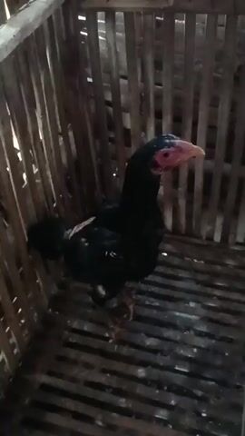 A black chicken stands inside a wooden cage. The cage is made of vertical wooden slats and a slatted floor. The chicken is facing to the right, with its head turned slightly upwards. Its feathers are predominantly black, with some reddish-brown or lighter colored markings on its neck and wing. The chicken has a red comb and wattles, and a yellow beak. The lighting is dim, and the background is also made of wooden slats.