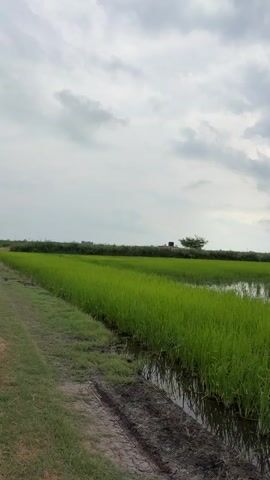 A vertical video displays a lush green rice paddy field under a cloudy sky. The field is divided by a muddy path on the left side, which has tire tracks. The rice stalks are tall and vibrant green, growing in shallow water. In the distance, a lone tree stands against the horizon, with a small dark structure near its base. The sky is filled with heavy, grey clouds, suggesting an overcast day or impending rain. The scene captures a rural agricultural landscape.