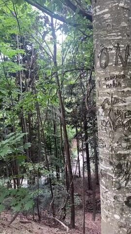 The video pans across a forest scene. In the foreground, the trunk of a large tree is visible on the right side of the frame. The bark of this tree is light-colored with dark splotches and has several carved inscriptions. The background shows a dense forest with a narrow path winding through it. The trees are tall and covered in green leaves, suggesting a natural, wooded environment. The lighting indicates it is daytime, likely overcast or in a shaded area.