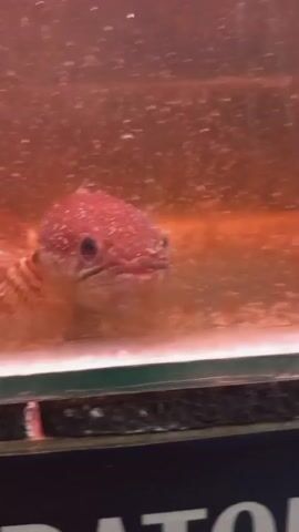 A fish with a red head and body swims in an aquarium. The water is cloudy and red, with small particles suspended in it. The fish has dark eyes and a mouth that is slightly open. Its fins are spread out as it moves through the water. The aquarium appears to be made of glass, and there is a dark object visible at the bottom.