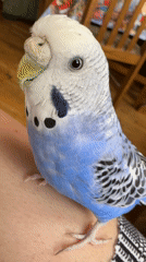 Blue budgie at home, in cage and out