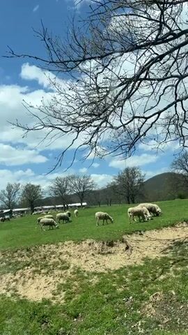 The video shows a large flock of sheep grazing in a green field on a sunny day. The sky is blue with scattered white clouds. There are several bare trees and a building in the background. The camera is moving, suggesting it was taken from a vehicle passing by. The overall scene is pastoral and peaceful.