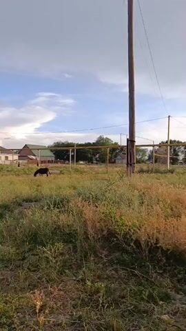 A black animal, possibly a goat or sheep, grazes in a field of tall grass. In the background, several houses are visible, along with a fence and some trees. The sky is partly cloudy. The camera is moving slightly, panning to the right. The overall scene appears to be a rural or suburban setting.