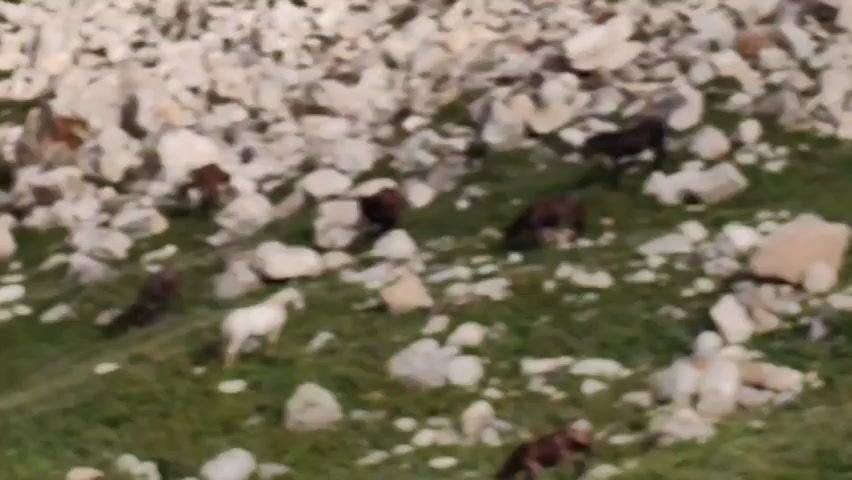 A herd of horses grazes on a grassy mountainside littered with rocks and boulders. The horses are of various colors, including white, brown, and dark brown. They are spread out across the slope, with some grazing individually and others in small groups. The terrain is steep and uneven, with a mix of short grass, wildflowers, and exposed rock. The sky is not visible in the frame, but the lighting suggests it is daytime.