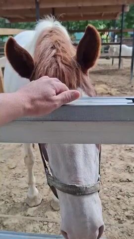 The video shows a close-up of a horse's head being petted by a human hand. The horse has white and brown markings and is wearing a halter. The setting appears to be an outdoor pen or stable, with wooden fences and another horse visible in the background. The sky is cloudy. The hand gently strokes the horse's forehead and cheek. The horse's eyes are blue and it appears to be looking towards the camera. The scene is focused on the interaction between the person and the horse.