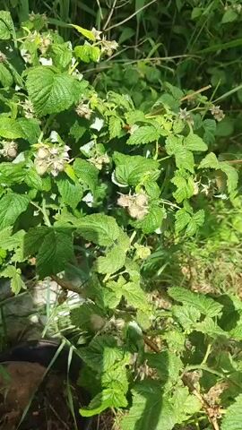 The video shows a close-up of raspberry bushes in an outdoor setting. The bushes are full of green leaves and unripe raspberries. The lighting suggests it is daytime. There are no people visible in the video. The environment appears to be natural, with other greenery in the background.