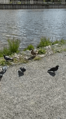 Ordinary summer morning activities documented across Votkinsk city park