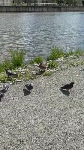 Ordinary summer morning activities documented across Votkinsk city park