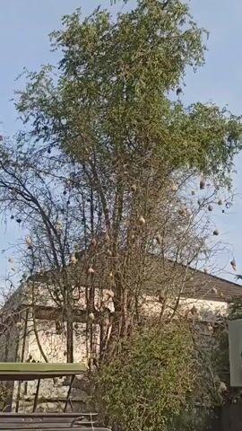 The camera is static and facing towards a tree that is heavily laden with bird nests.  The nests are round and brown, and hang from the branches.  The tree has green leaves in its upper portion and bare branches in the lower portion.  Behind the tree is a white building with a dark roof.  There are also some bushes and what appears to be a metal bench in the foreground. The sky is clear and blue.