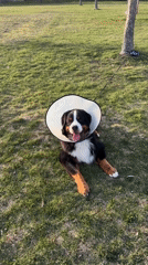 Bernese Mountain Dog rests outdoors wearing medical collar