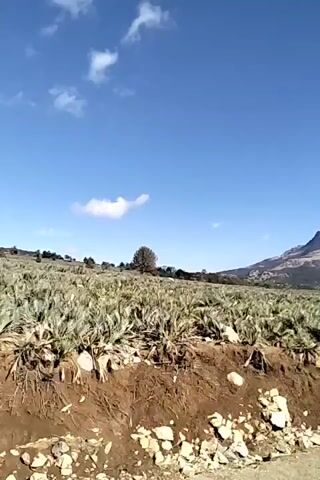 The video shows a landscape with a field of vegetation, a dirt road, and a mountain in the background under a blue sky with some white clouds.  The foreground shows dirt and rocks. The vegetation in the field appears dry and possibly scrubby.  The mountain has rocky features and appears to have some areas with burned vegetation on its slopes. The video seems to be taken from a low perspective, possibly from a moving vehicle.