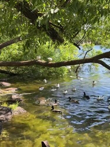 Afternoon in Peterhof: waterways, wildlife, and gilded domes
