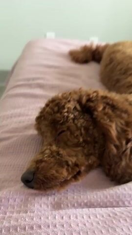 A brown poodle is sleeping on a pink textured blanket. The dog's head is turned to the left, and its eyes are closed. The background is blurred, but it appears to be a room with a white wall. The video is shaky, suggesting it was filmed handheld.