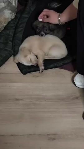 A person is petting a light tan puppy that is sleeping on a black dog bed. A second, smaller, dark grey puppy is sitting behind the first. The person is wearing black pants, a light-colored shirt and white sneakers. They have two bracelets on one wrist. The dog bed is on a wood-look floor.