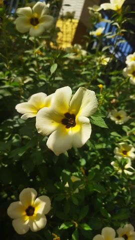 A close-up shot focuses on a cluster of white flowers with yellow centers and dark pupils, set against a backdrop of green foliage. The flowers are in bloom, with some petals slightly curled and others fully open, revealing their intricate details. The lighting suggests a natural outdoor environment, possibly a garden or park, with sunlight filtering through the leaves and illuminating the blossoms. The overall scene is serene and natural, emphasizing the beauty of the flowers and their surroundings.