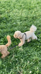 Two curly dogs on leashes in a Nikolskoye park