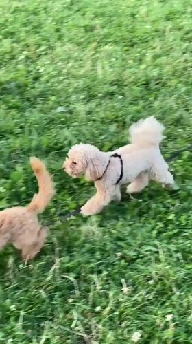 Two curly dogs on leashes in a Nikolskoye park