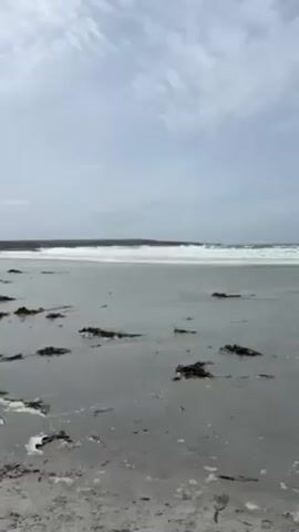 The video shows a wide, sandy beach under an overcast sky. The waves are rolling in, leaving a wet sheen on the sand. Scattered across the beach are clumps of dark seaweed. The horizon is visible in the distance.