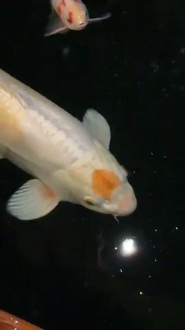A high-angle close-up shot displays a white, elongated koi fish swimming in dark water. The fish exhibits orange spots, notably one between its eyes. Additional koi fish of orange hue appear in the frame. The water’s surface reflects light, creating a sparkling effect.