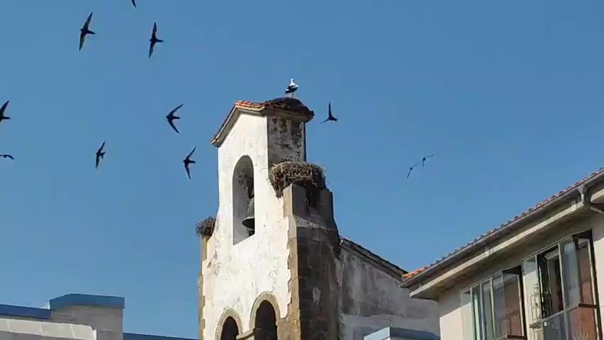A white bell tower with a storks' nest atop it stands against a clear blue sky. Several birds fly in the background. To the right of the bell tower, part of a building with a tiled roof and windows is visible.