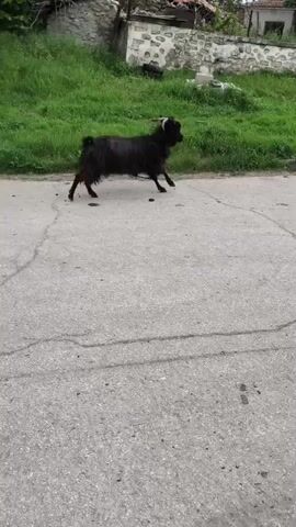 The video shows two black goats walking on a concrete road in a rural area. A larger goat is followed by a smaller one. In the background, there is a grassy slope leading to a stone wall and some buildings. Other goats and a white dog can be seen in the distance. The video seems to be taken from inside a car.