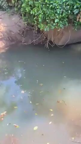 The video shows a small, murky body of water, likely a creek or stream, surrounded by dirt banks and vegetation. Debris like leaves and small twigs float on the water's surface. The camera angle is slightly elevated, looking down into the water. No people are visible in the video.