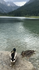 Lakeside afternoon in Kleinarl, swans and wildflowers in the Alps
