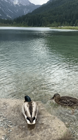 Lakeside afternoon in Kleinarl, swans and wildflowers in the Alps