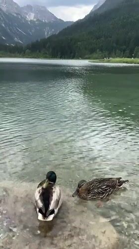 Lakeside afternoon in Kleinarl, swans and wildflowers in the Alps