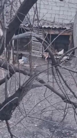 The video depicts a cluster of chickens in a somewhat desolate outdoor environment. Several chickens, one white and one light brown, are visible near a rudimentary shelter constructed of wood and corrugated metal. Other chickens, one with dark plumage, are further back near what appears to be a white object. The chickens are moving around near the shelter in a gray, gravelly area. A large, leafless tree with many branches obscures the view partially, providing a foreground to the scene. In the background, a brick wall is visible behind the shelter. The lighting suggests an overcast day, contributing to the muted tones of the video.