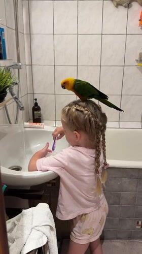 Sun Conure rides along for morning tooth-brushing in Khimki