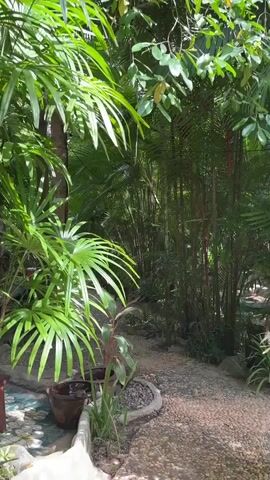 The video pans along a curved gravel pathway in a lush, tropical environment. The pathway is bordered by dense green foliage, including large palm fronds and tall bamboo-like plants. On the left side of the path, there are several potted plants and a large tree with a visible white marking on its trunk. Further down the path, glimpses of a table with a red cloth and some chairs can be seen. On the right side of the path, the bamboo-like plants are prominent, and there are smaller plants and rocks. The overall impression is of a shaded, natural walkway, possibly within a garden or resort. The lighting suggests it is daytime, with sunlight filtering through the leaves. No people are visible in the video.