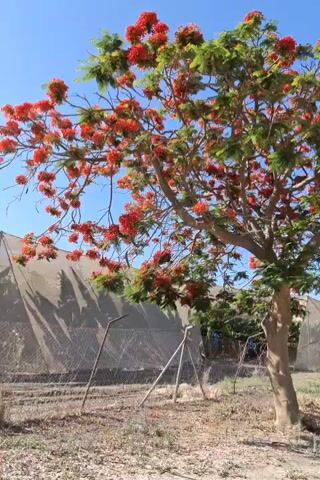 The video pans across a dirt road with a tree bearing red flowers in the foreground. Behind the tree, a fence separates the road from what appears to be a greenhouse or agricultural structure covered with a light-colored tarp. Further down the road, more trees line the right side, and a white camper van is parked among them. The sky is clear and blue.