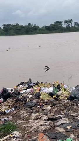 A video shows a pile of trash on the bank of a brown river under a cloudy sky. The trash includes plastic bags, various debris, and some foliage. The river is wide with a distant treeline along the opposite bank. There are some floating plants in the river. The camera is positioned low, looking up at the trash pile and across the water. The footage is shaky and appears to be captured on a mobile device. There are no people visible in the video.