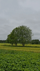 Nature documentation captured in rural Russian countryside