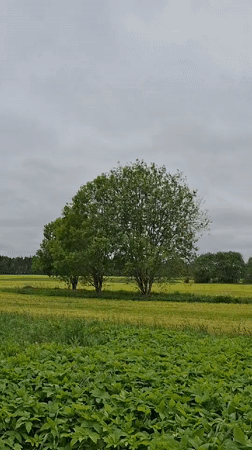 Nature documentation captured in rural Russian countryside