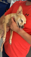 Pet owners and dogs captured in Mexican neighborhood
