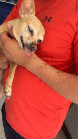 Pet owners and dogs captured in Mexican neighborhood